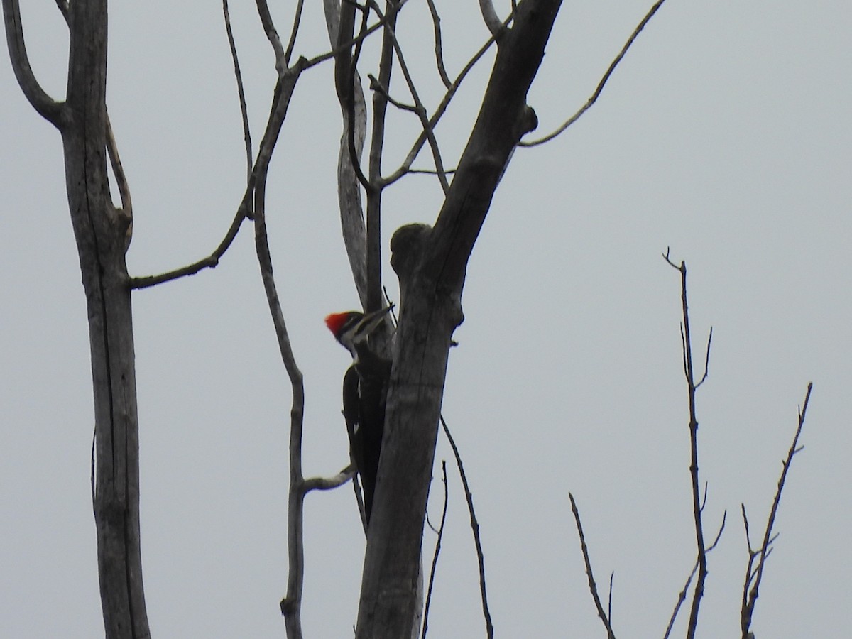 Pileated Woodpecker - Armand  Collins