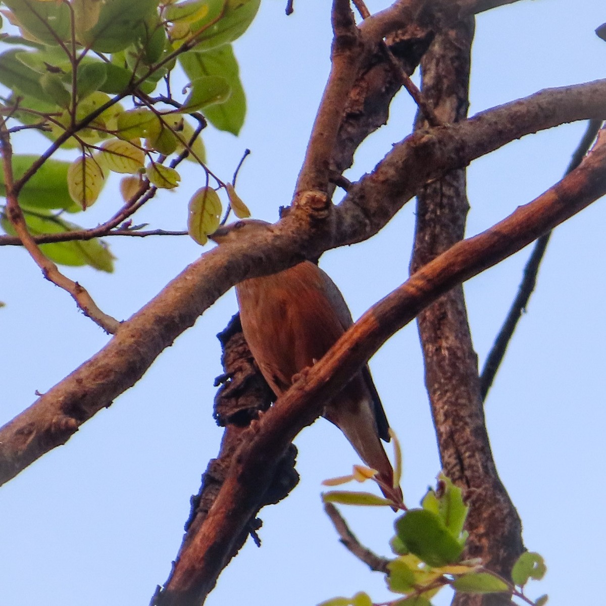 Chestnut-tailed Starling - ML617515885