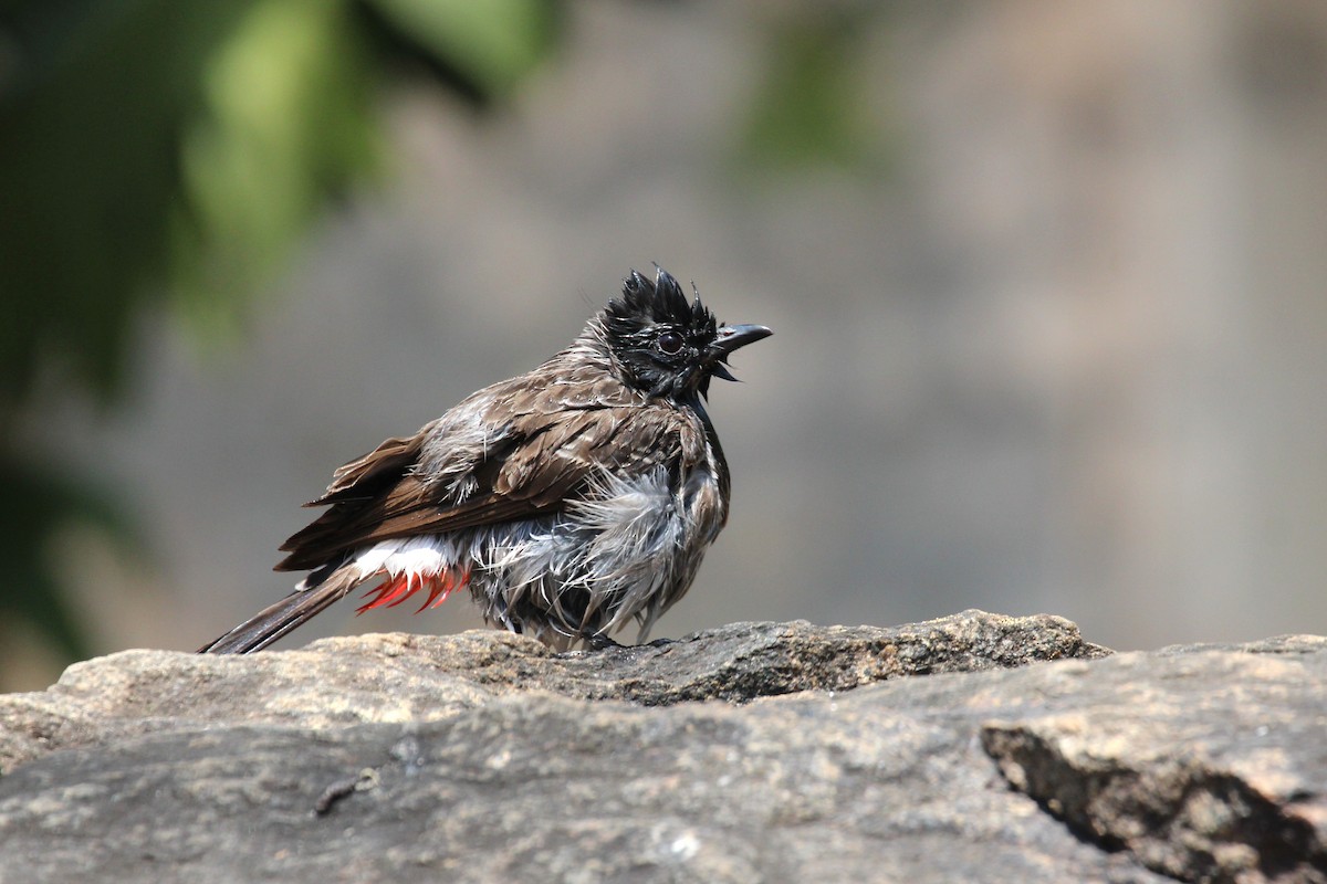 Red-vented Bulbul - ML617515899