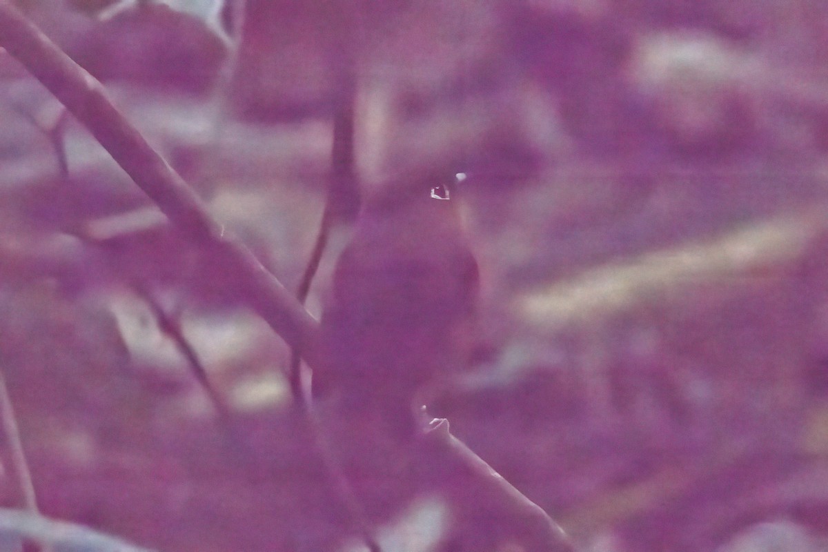 Rusty-breasted Antpitta (Rusty-breasted) - ML617515915