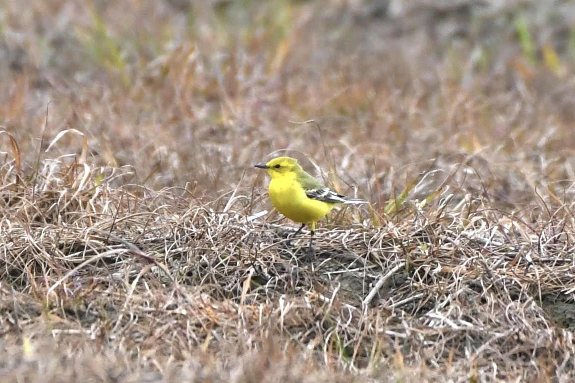Western Yellow Wagtail - Simon  Cooper