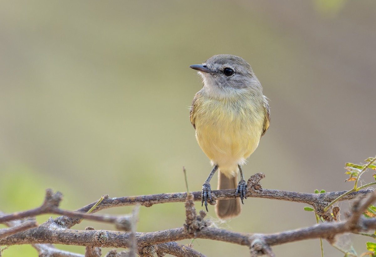 Pale-tipped Tyrannulet - ML617515979