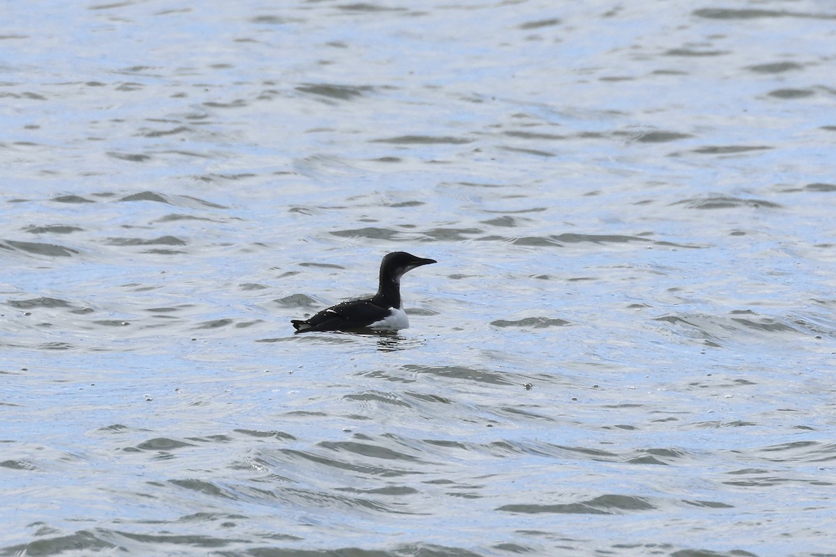 Thick-billed Murre - ML617516019