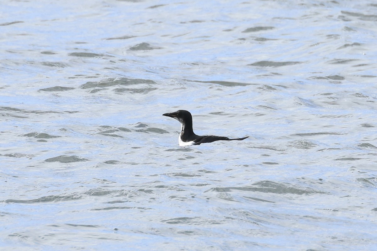 Thick-billed Murre - ML617516020