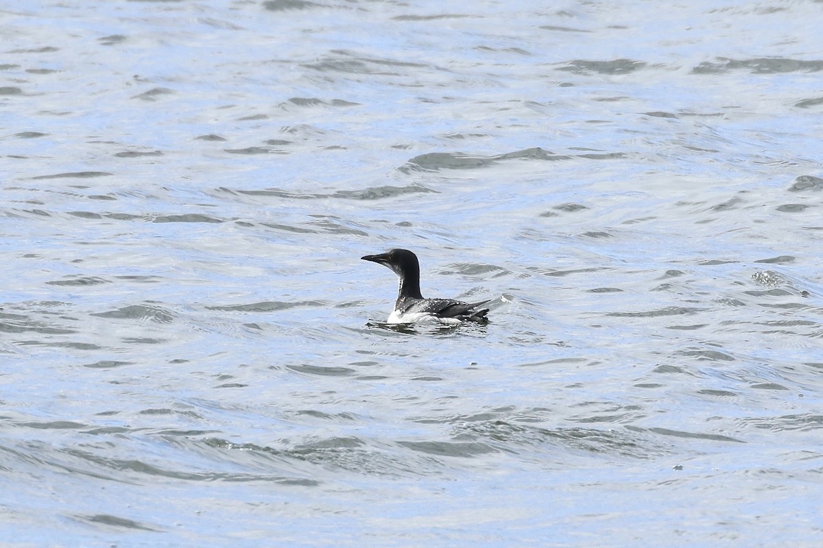 Thick-billed Murre - ML617516021