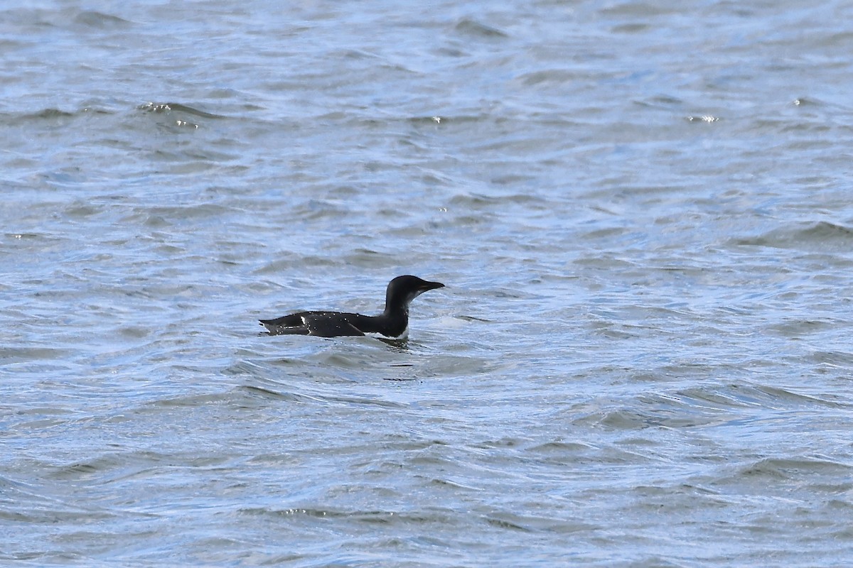 Thick-billed Murre - ML617516022
