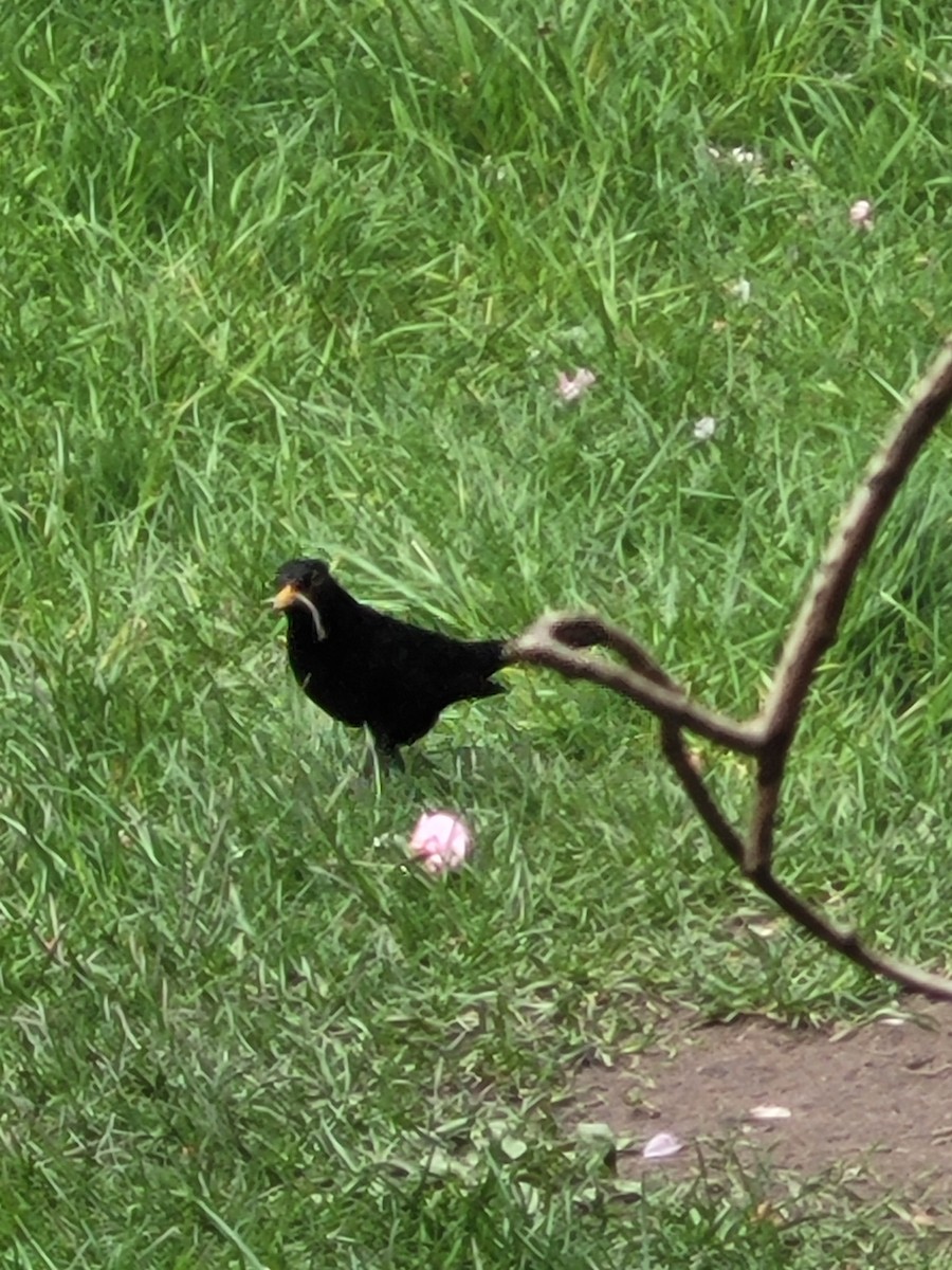 Eurasian Blackbird - ML617516035