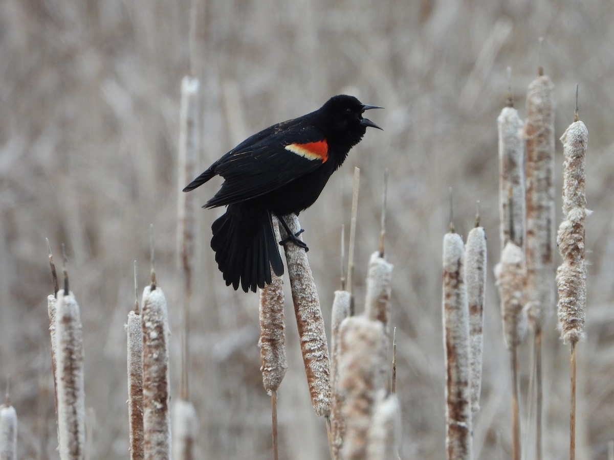 Red-winged Blackbird - valerie pelchat