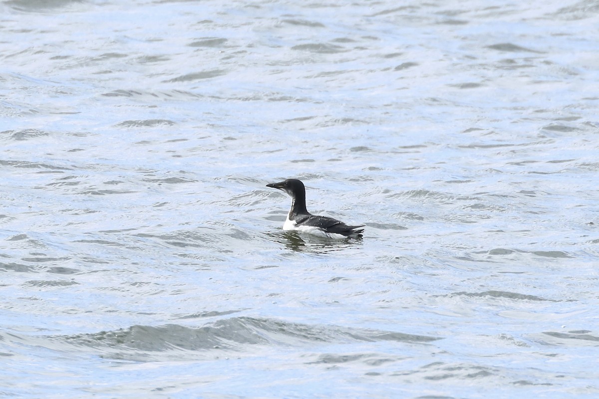 Thick-billed Murre - ML617516059