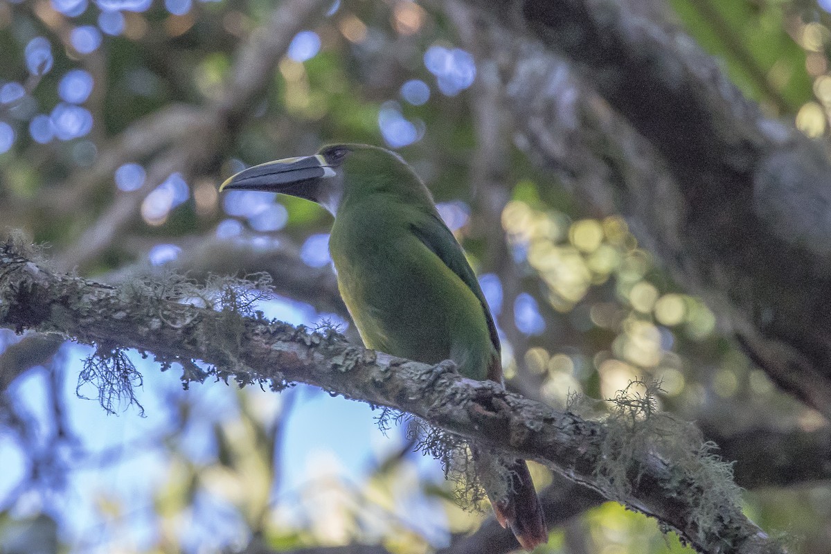Groove-billed Toucanet (Yellow-billed) - ML617516085