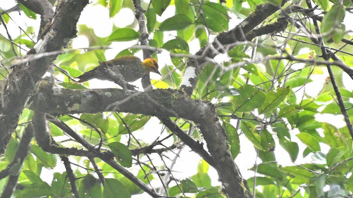 Yellow-throated Woodpecker - ML617516111