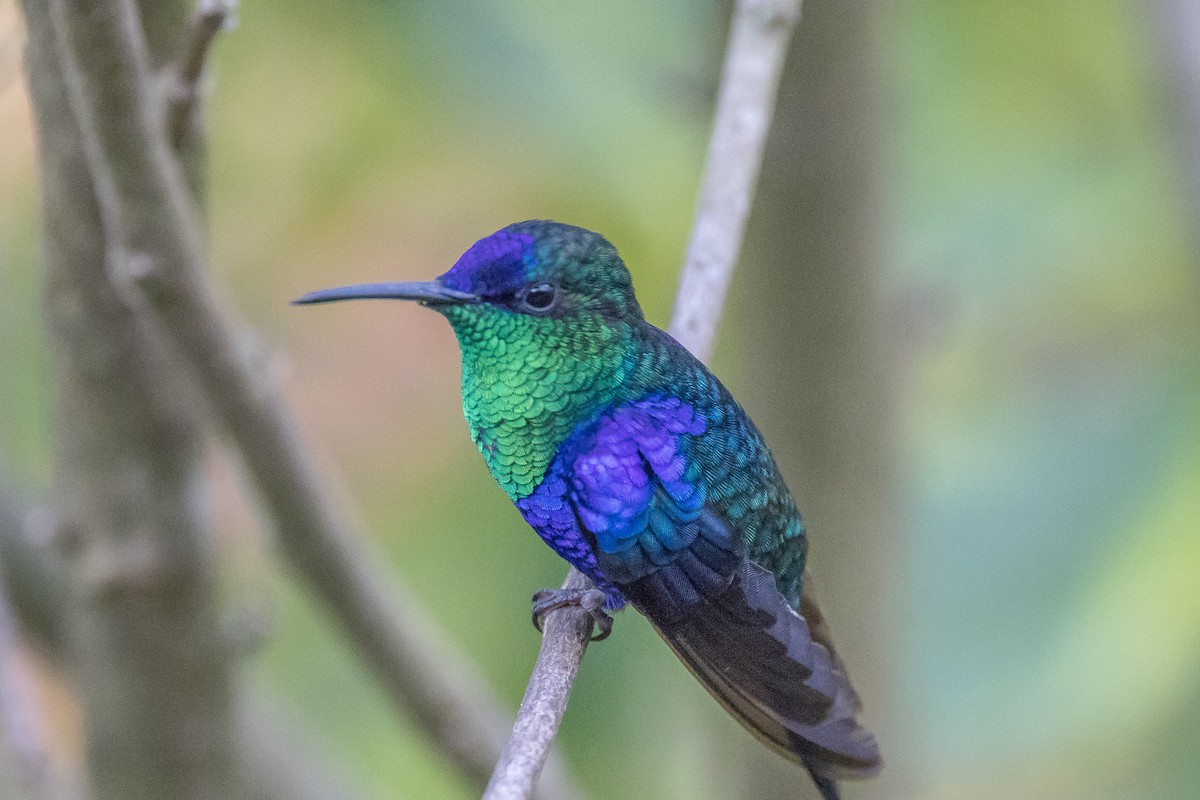 Crowned Woodnymph (Northern/Colombian Violet-crowned) - ML617516119