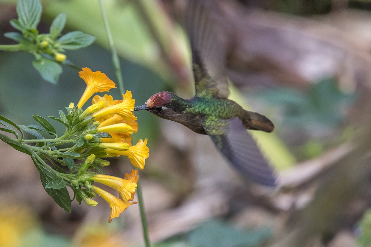 kolibřík hnědotemenný - ML617516121