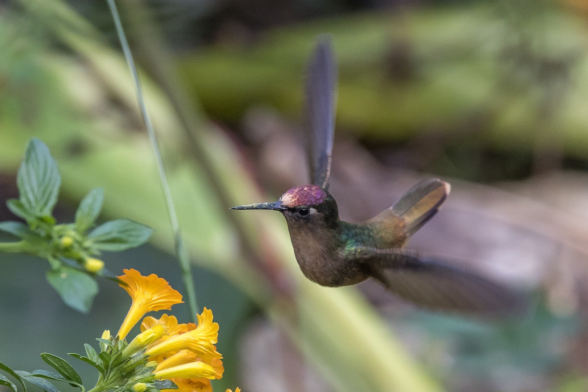 kolibřík hnědotemenný - ML617516123