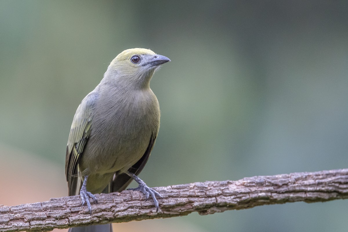 Palm Tanager - ML617516161
