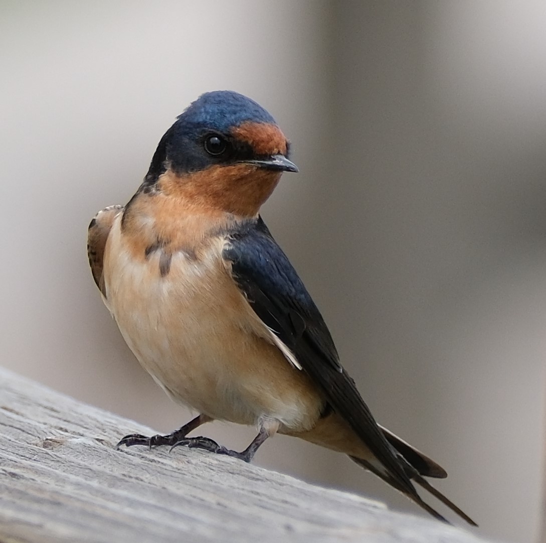 Barn Swallow - Lori Bellis
