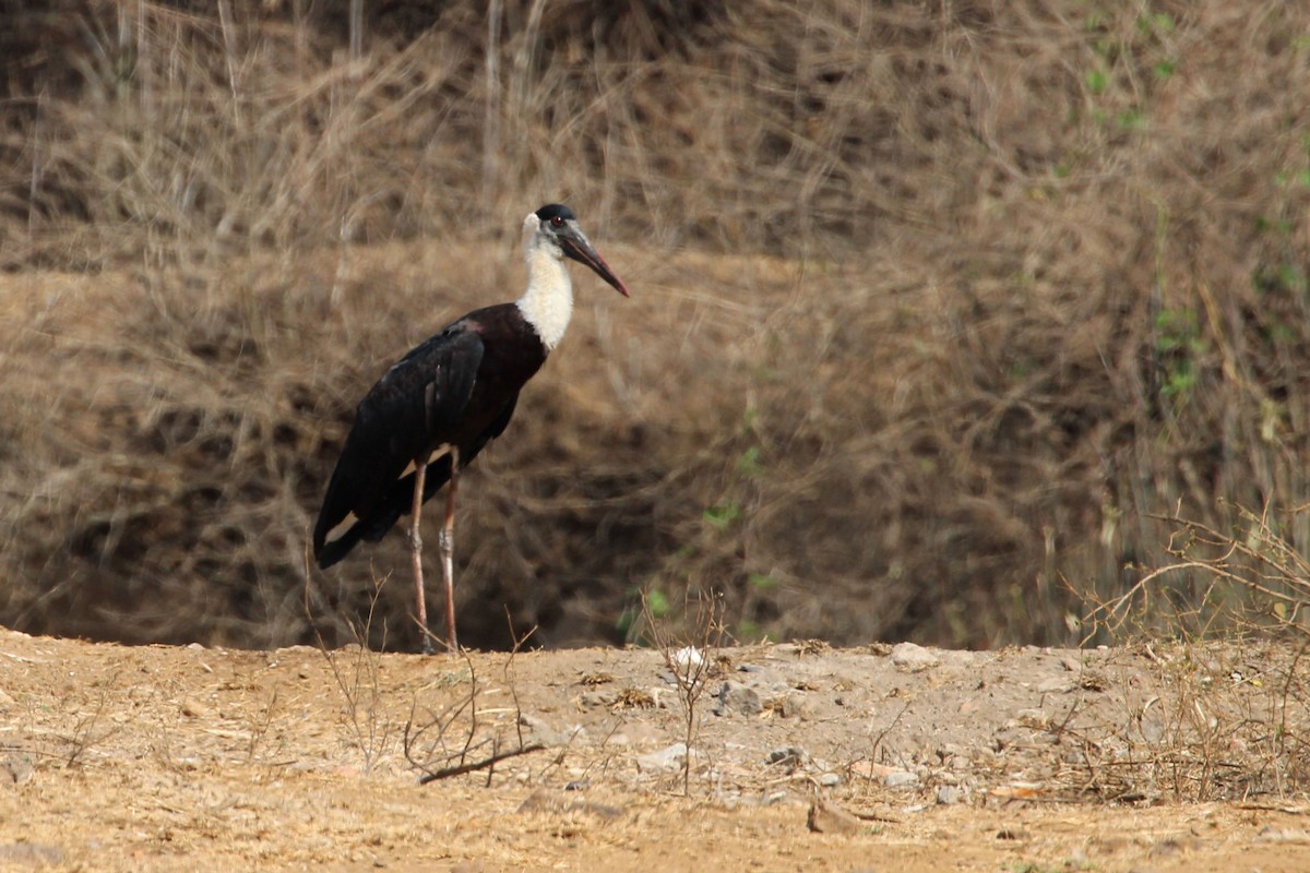 Asian Woolly-necked Stork - ML617516199