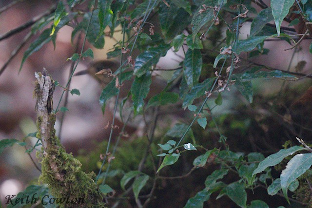 Long-tailed Thrush - Keith Cowton