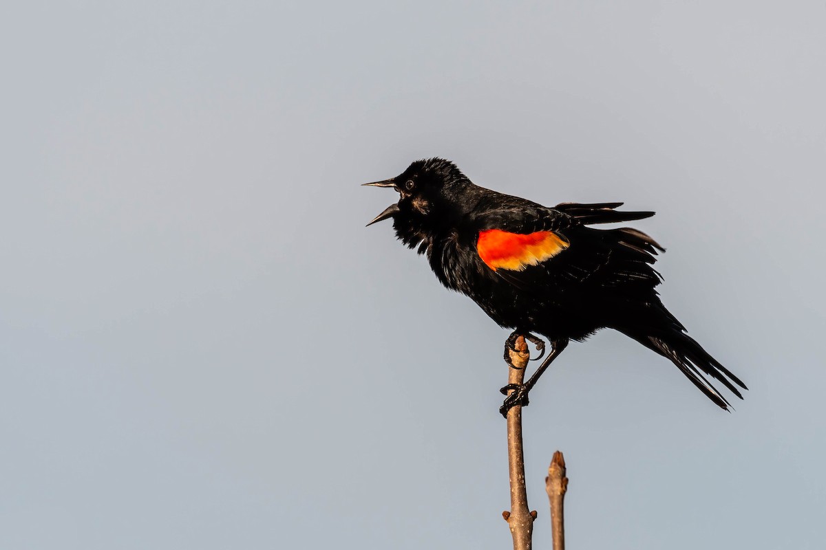 Red-winged Blackbird - Darryl Ryan
