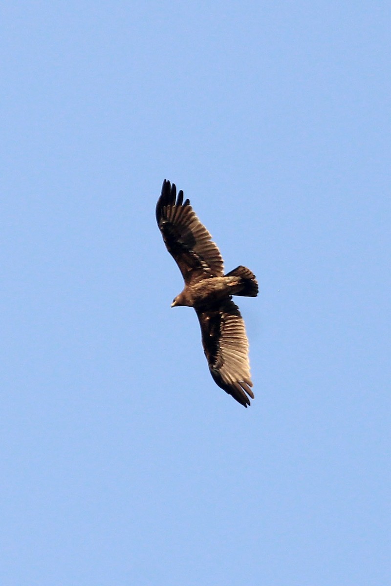 Indian Spotted Eagle - ML617516489