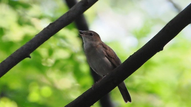 Common Nightingale - ML617516499