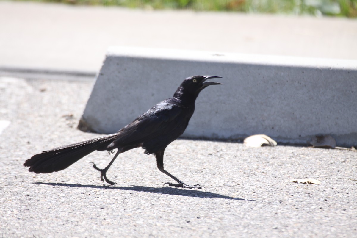 Great-tailed Grackle - ML617516501