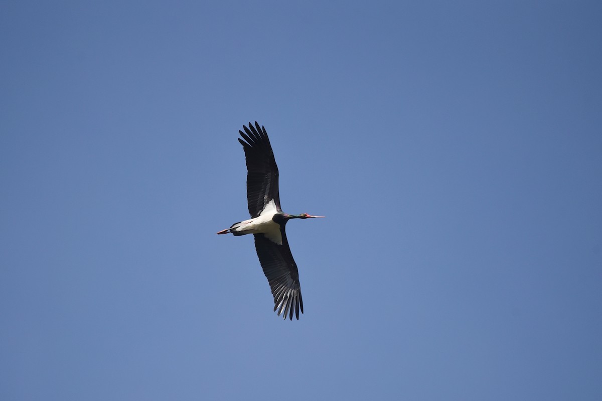 Black Stork - Eva Uzdilova