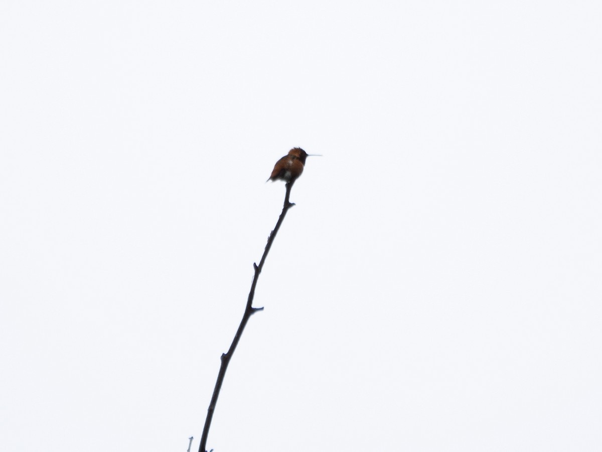 Rufous Hummingbird - Caitlin Chock