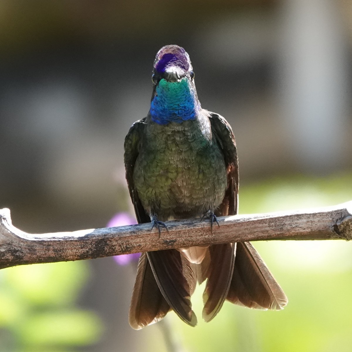 Talamanca Hummingbird - ML617516669