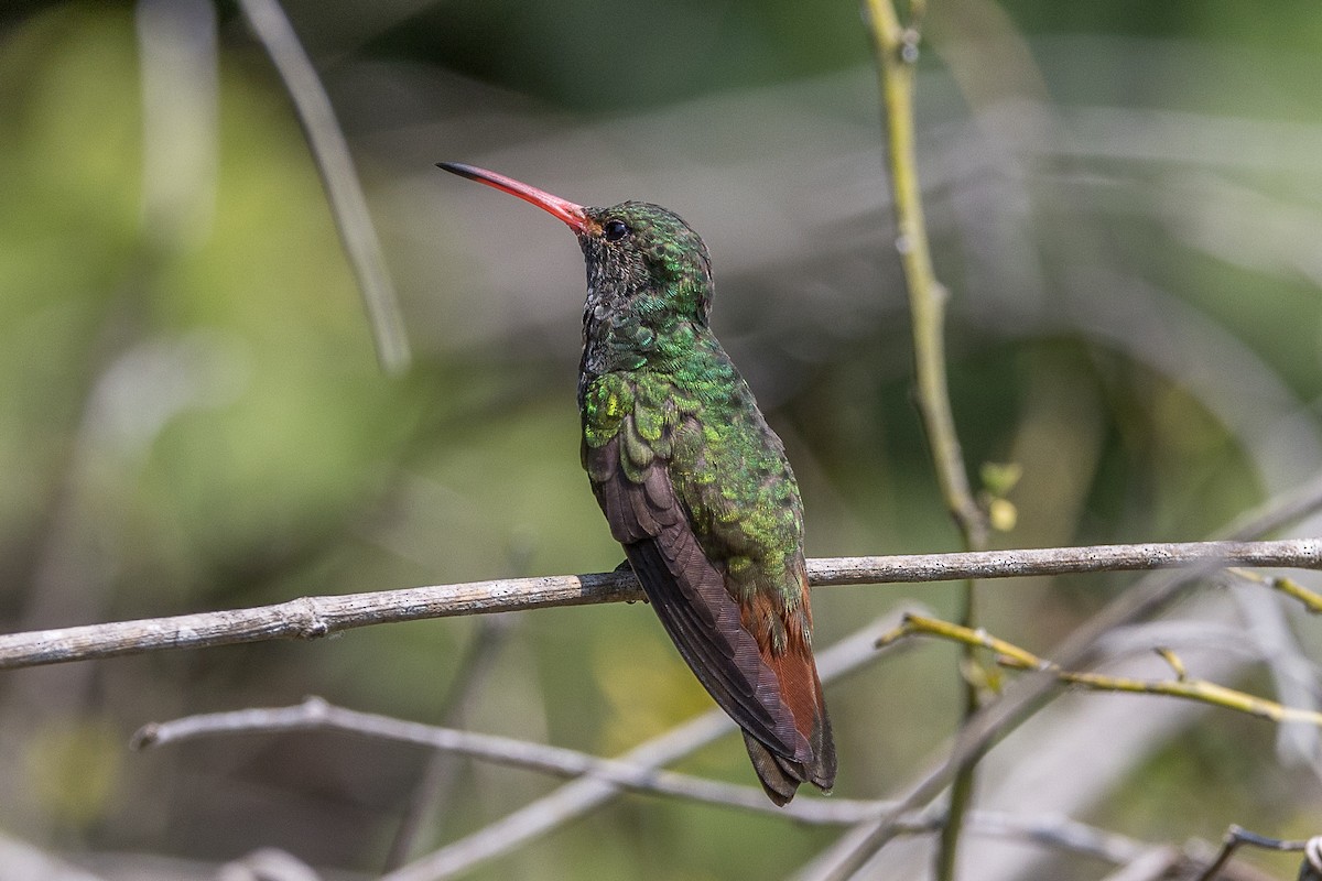 Rufous-tailed Hummingbird - ML617516670
