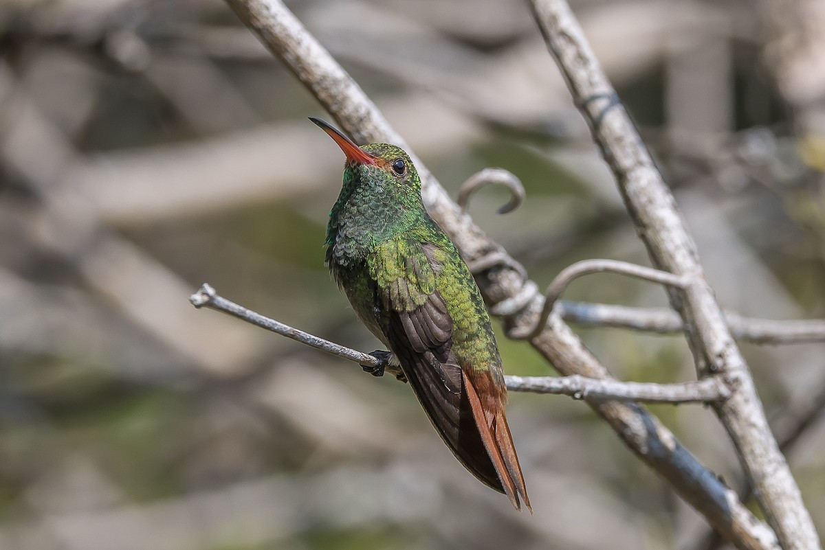 Rufous-tailed Hummingbird - ML617516671