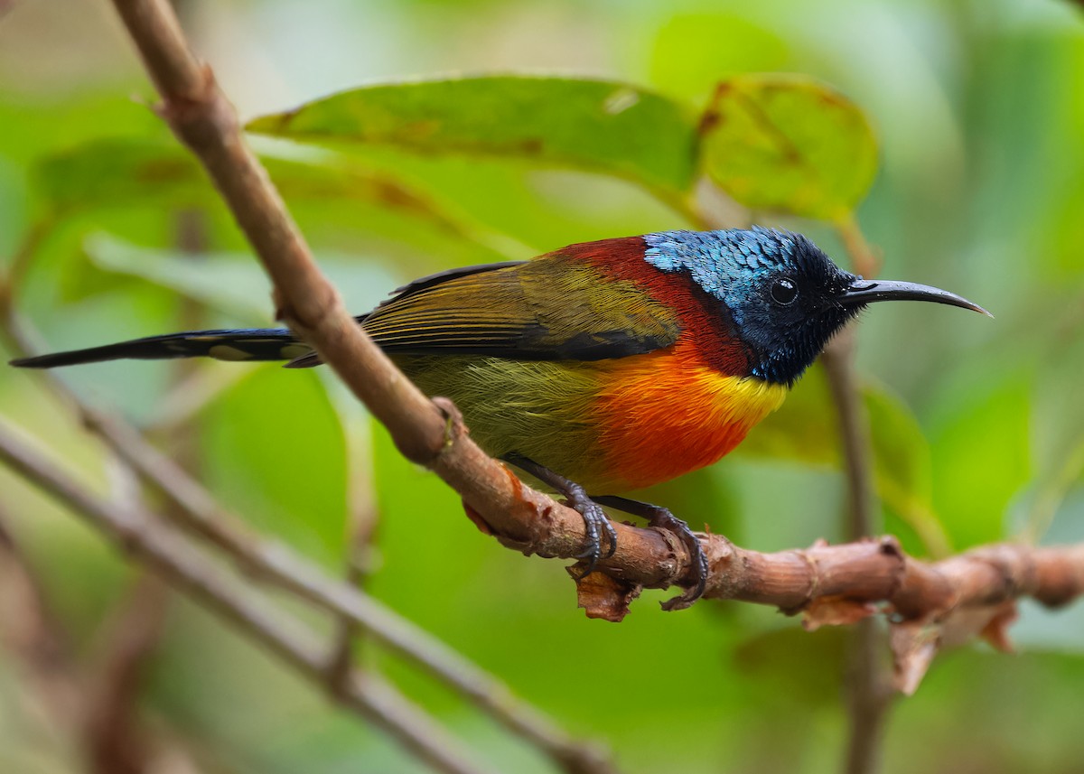 Green-tailed Sunbird (Doi Inthanon) - ML617516674