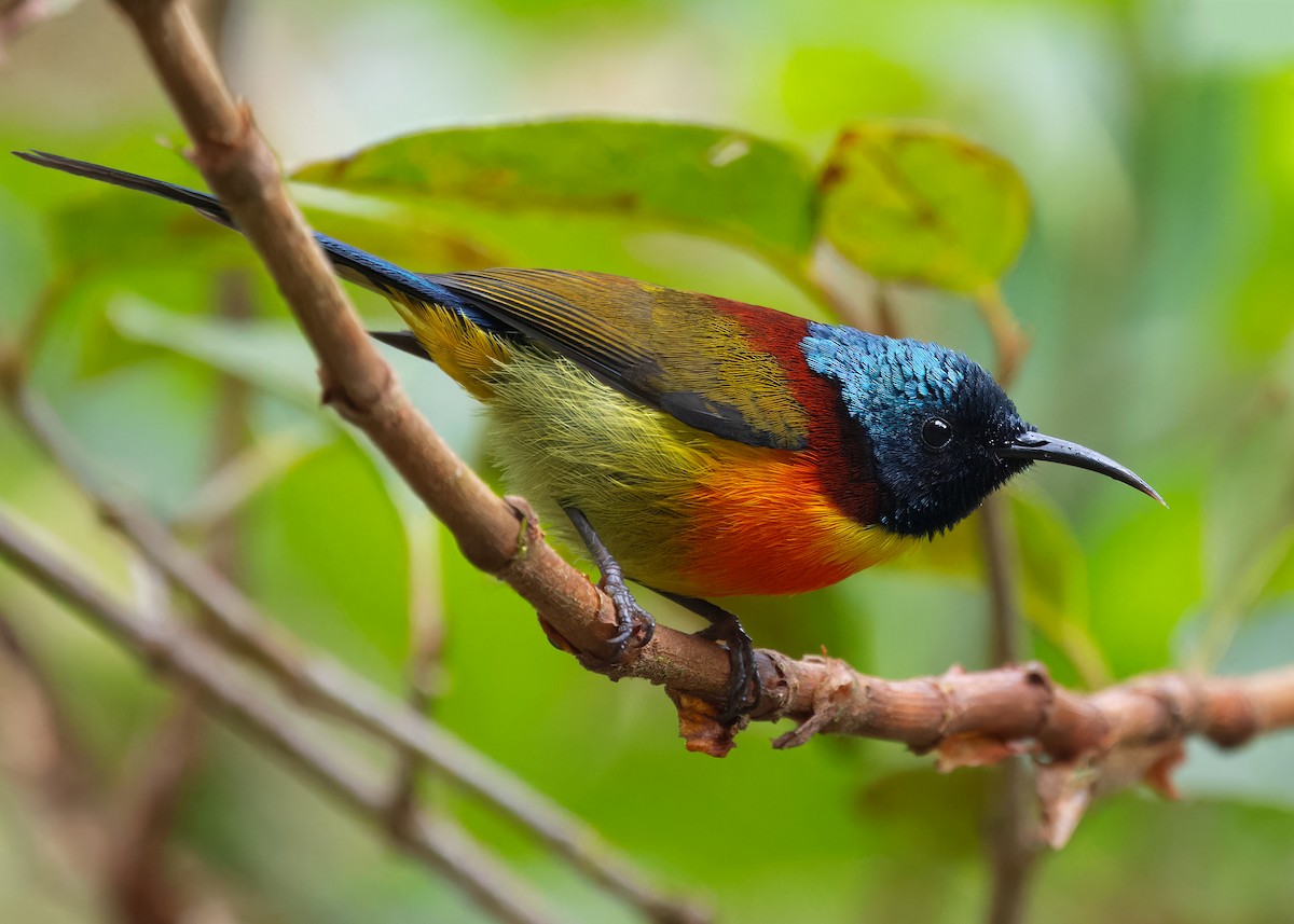 Green-tailed Sunbird (Doi Inthanon) - Ayuwat Jearwattanakanok