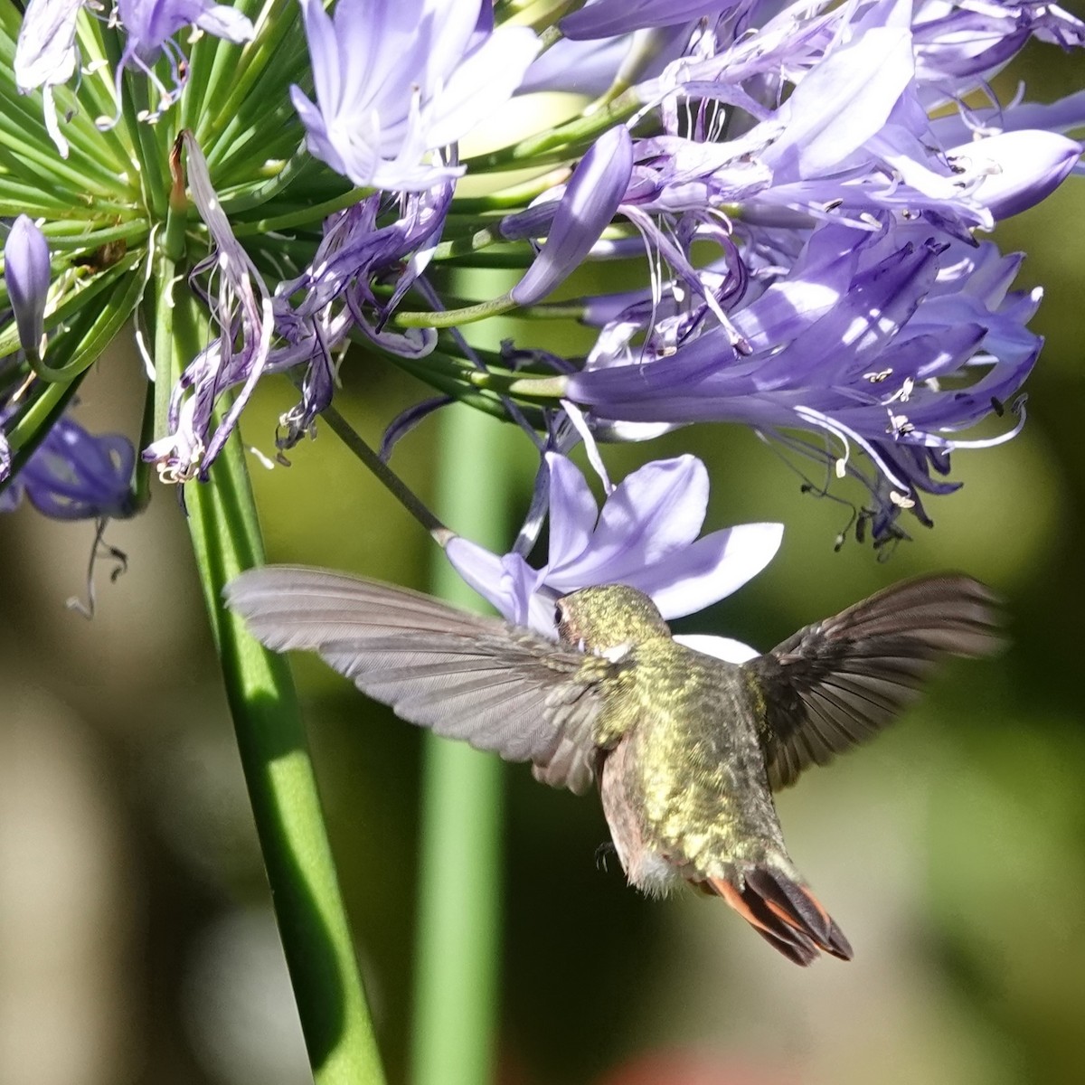 Scintillant Hummingbird - ML617516695