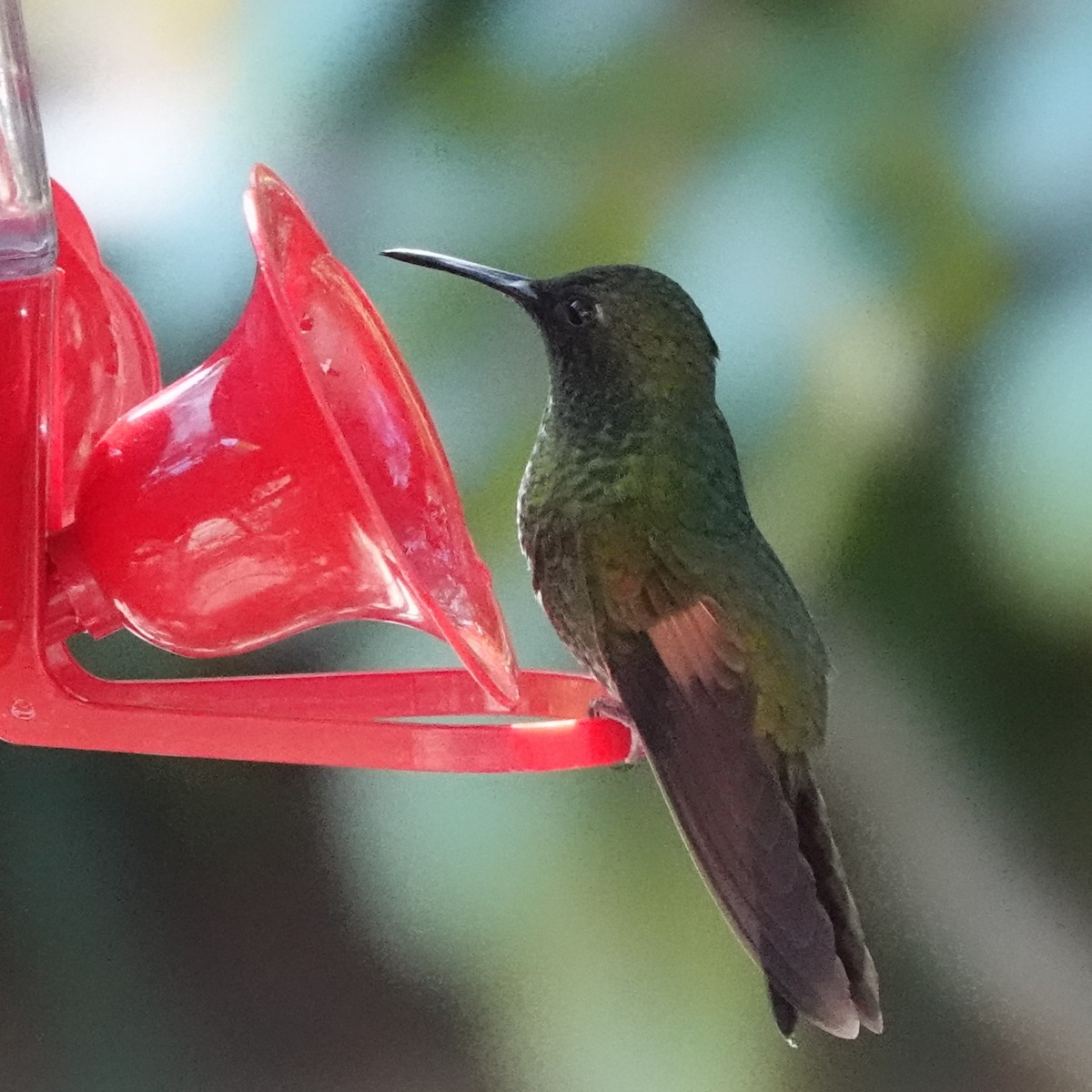 Stripe-tailed Hummingbird - ML617516711