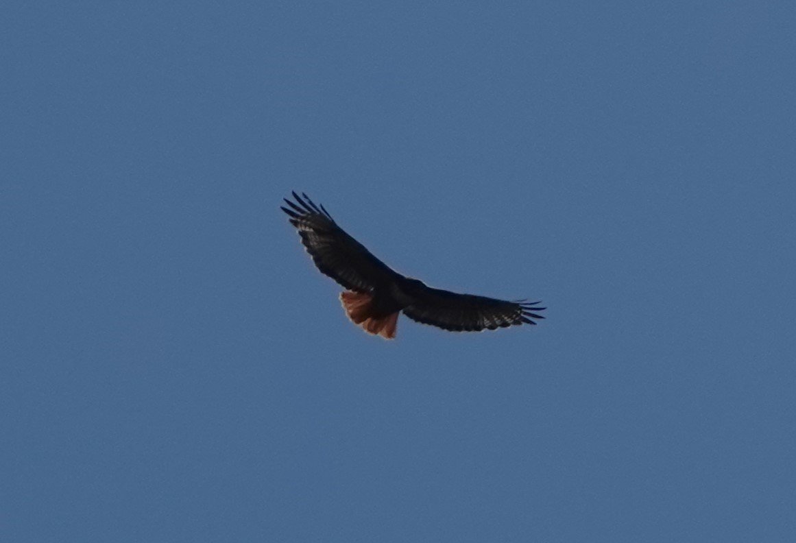 Red-tailed Hawk - Jana Lagan
