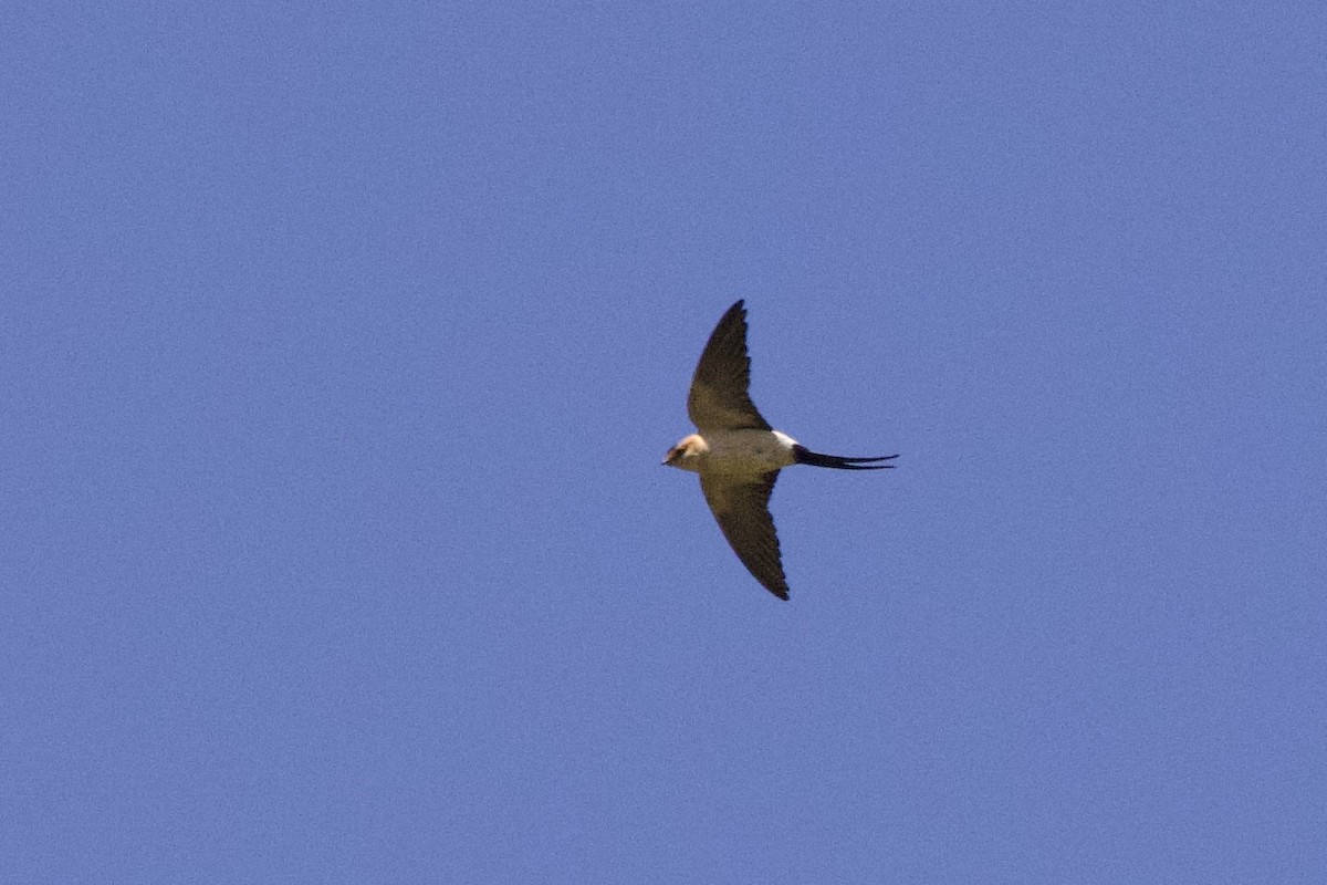 Red-rumped Swallow - ML617516738