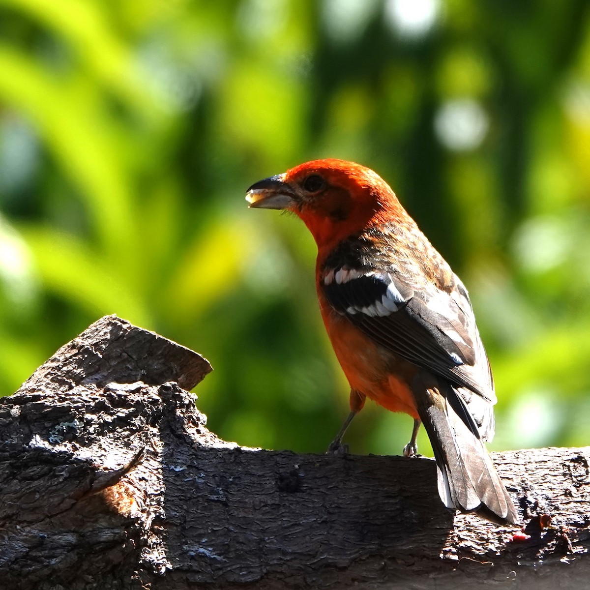 Flame-colored Tanager - ML617516741