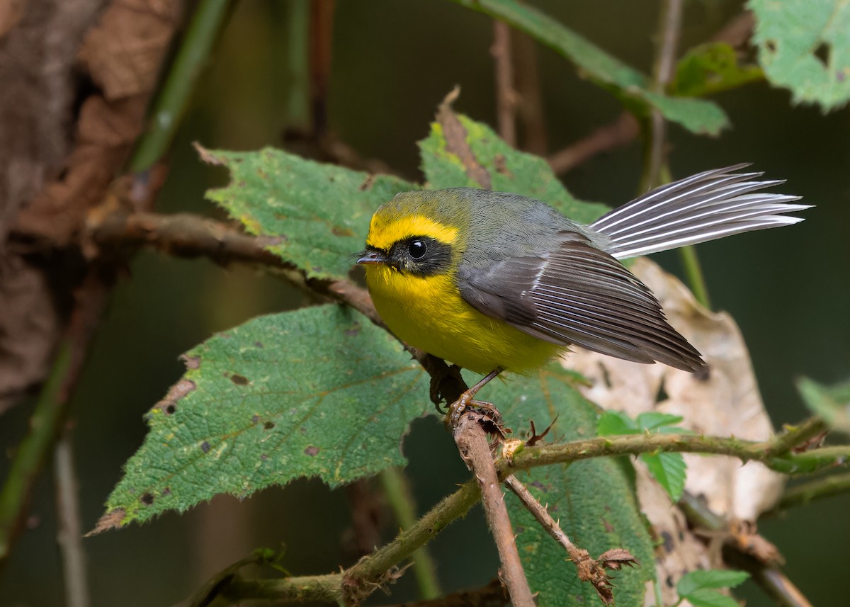 Yellow-bellied Fairy-Fantail - ML617516744