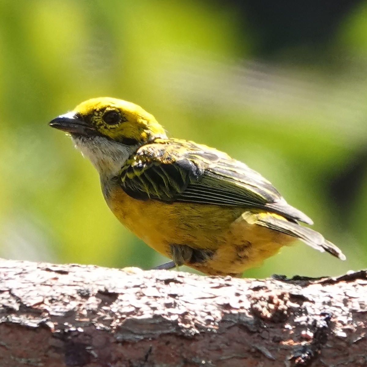 Silver-throated Tanager - ML617516752