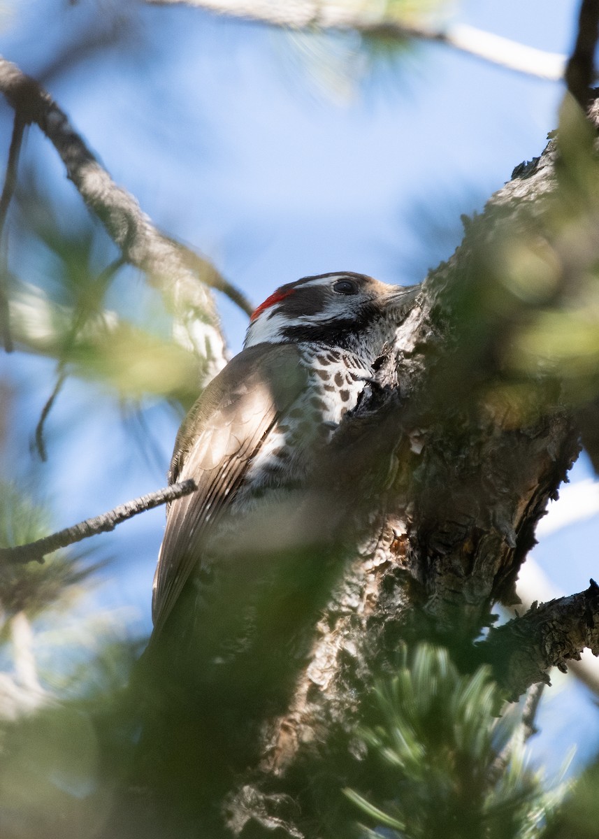 Arizona Woodpecker - Bente Torvund