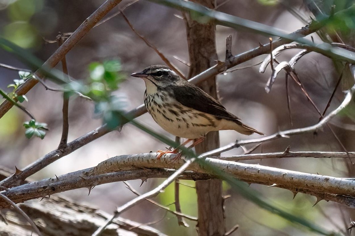 eBird Checklist 16 Apr 2024 Wading River Duck Pond 1 species