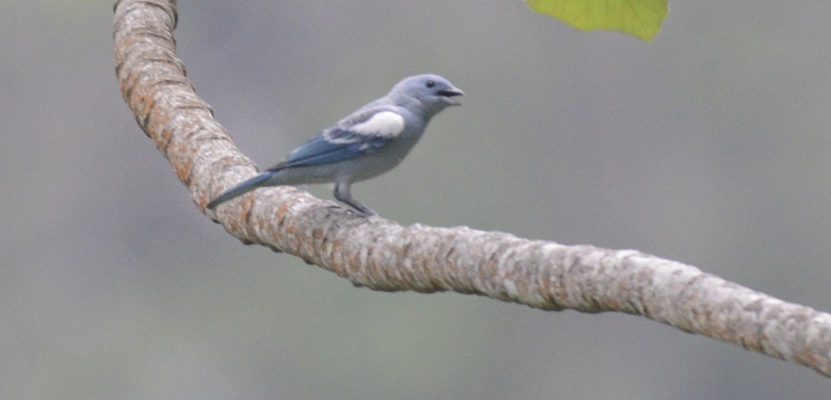Blue-gray Tanager - ML617516879