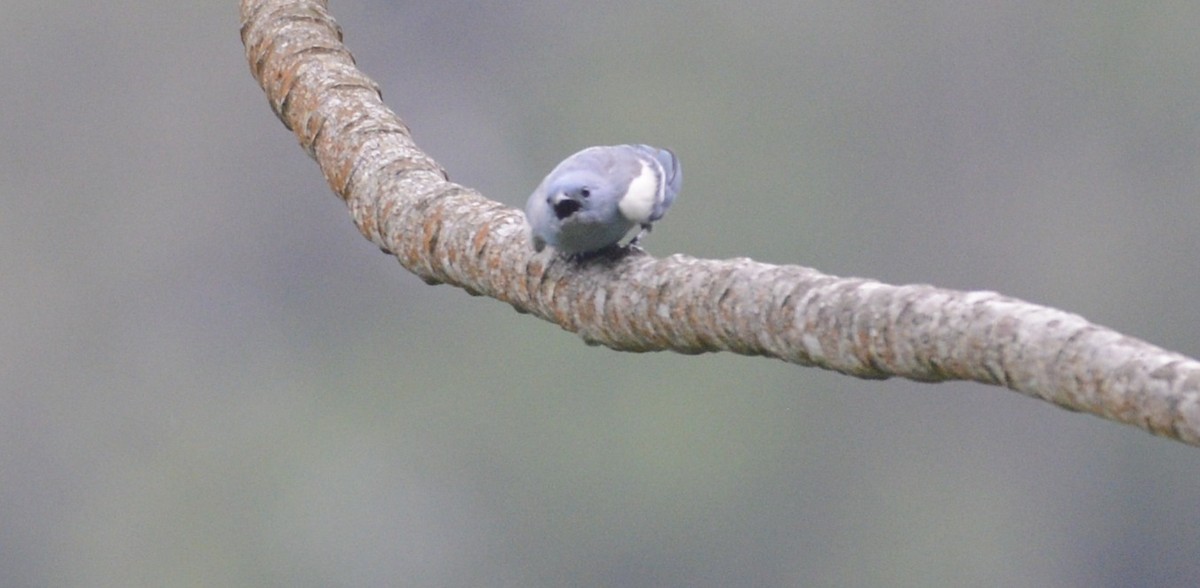 Blue-gray Tanager - ML617516885