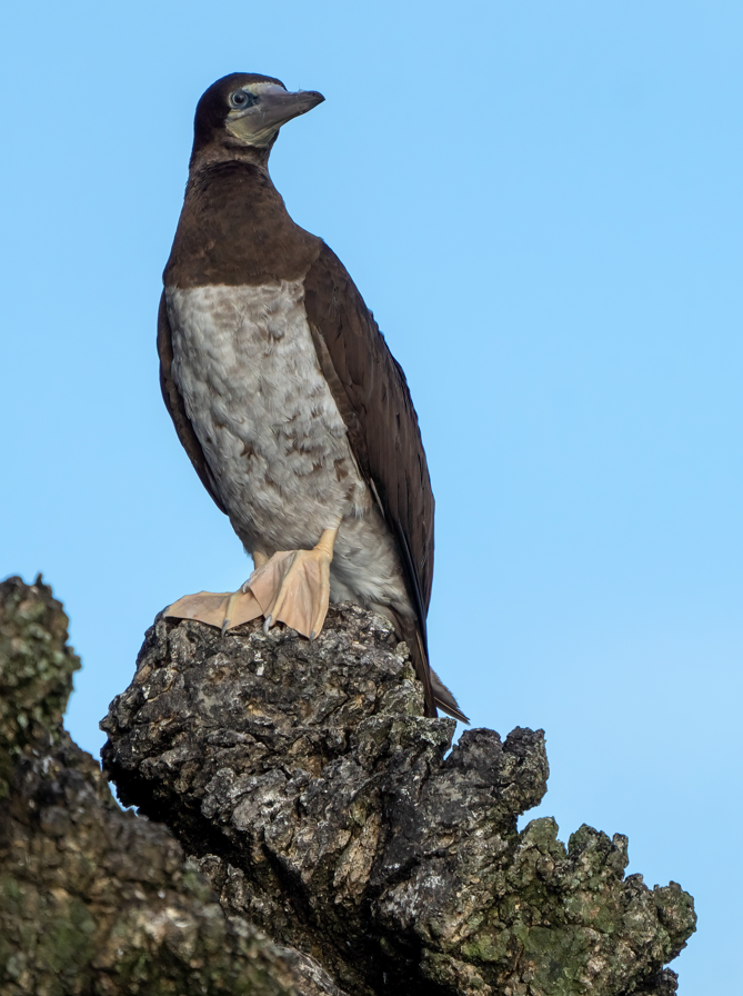 Brown Booby - ML617516893