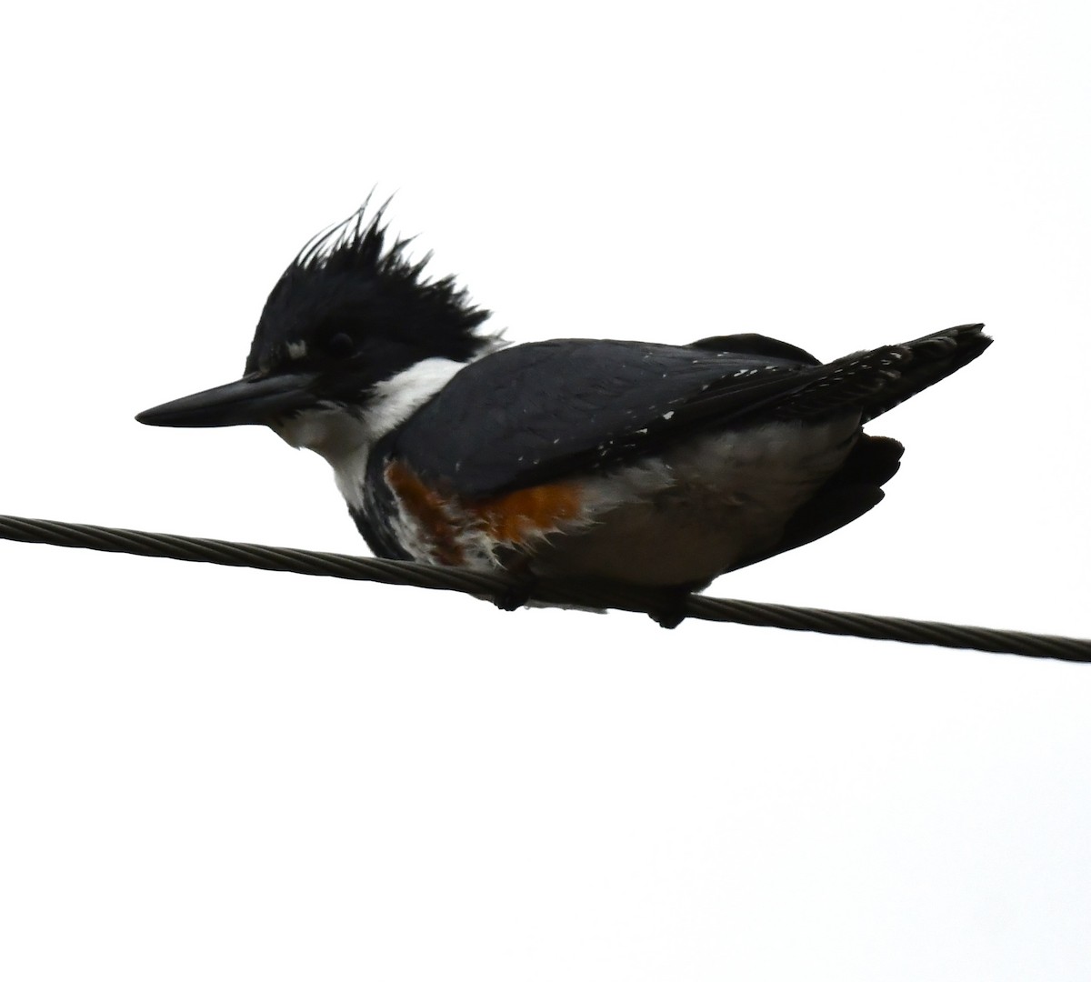 Belted Kingfisher - ML617516921