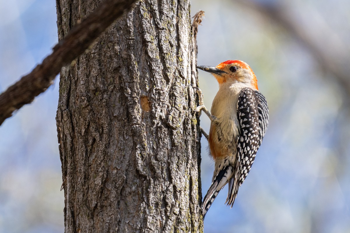 Red-bellied Woodpecker - Matt Saunders