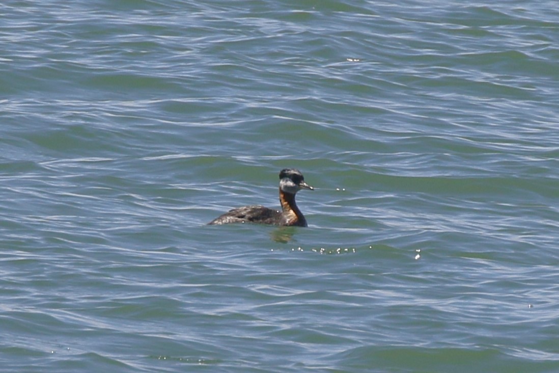 Red-necked Grebe - ML617516980