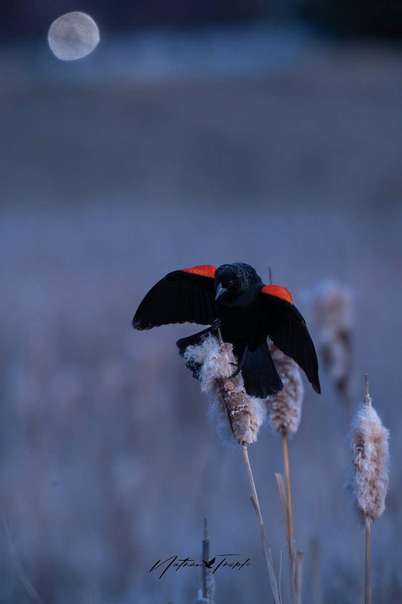 Red-winged Blackbird - Nathan Thokle