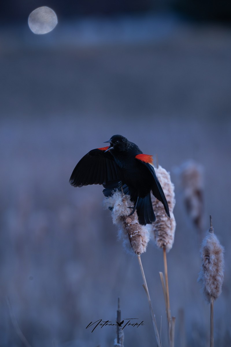 Red-winged Blackbird - ML617517074